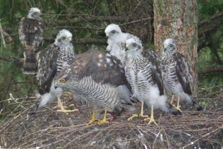 Sparrowhawk with five chicks - Hawk, Quail Hawk, Chick