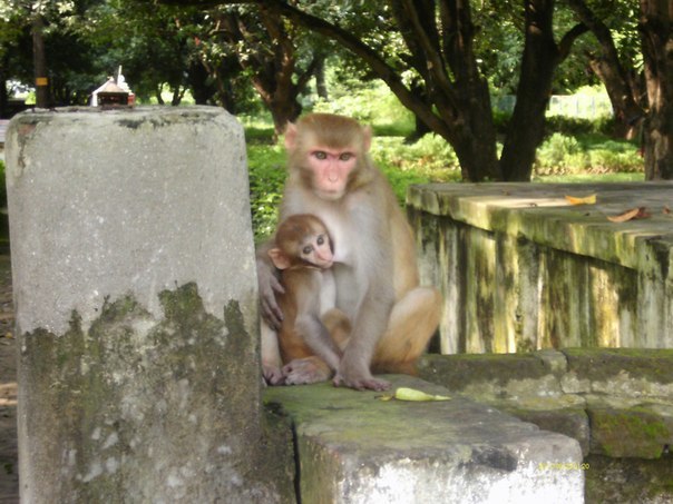 Family photo - My, Family, Monkey