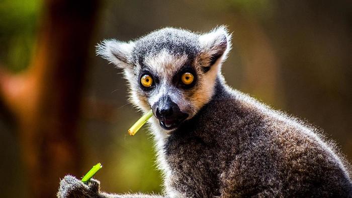 Curious lemurs bitten a BBC correspondent at the zoo. - Zoo, Lemur, Attack, Bitten, Correspondent, Journalists, Video
