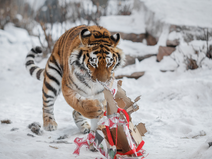 New Year's gift for the Tiger (Photographer Oleg Bogdanov). - The photo, Animals, Presents, Tiger, Longpost