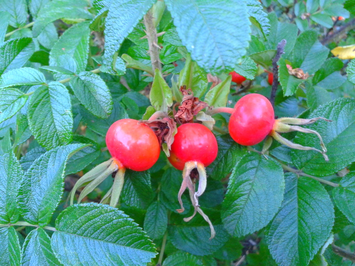 The drink of the gods. - My, Rose hip, Avitaminosis, Beverages, Benefit, Winter, My, Longpost