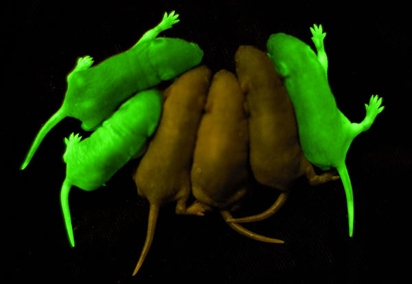 Why do scientists need green mice? - My, Genetics, DNA, Mouse, GMO, Longpost