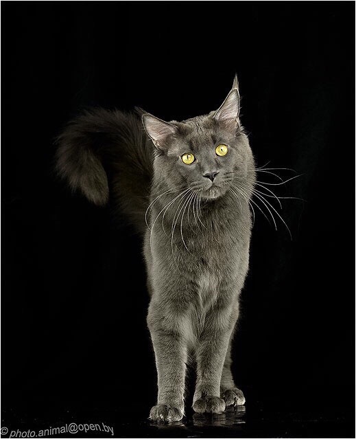 THE BIGGEST HOUSEHOLD CATS! - My, cat, Kittens, Maine Coon, , Catomafia, , Longpost