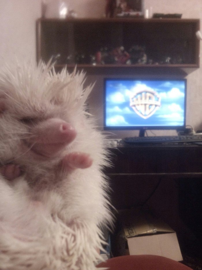 African pygmy hate ball - My, Longpost, Albino, Porcupine, Hatred, African pygmy hedgehog