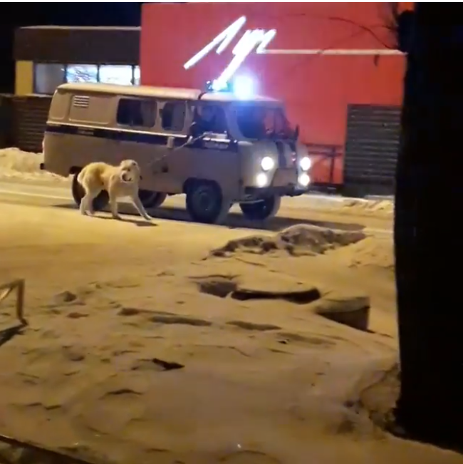 Ural police walked the dog without getting out of the car - Police, Animals, Dogs and people, Dog