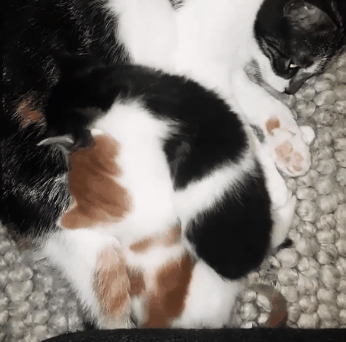 Yes, well, that's enough! - , Kittens, GIF, cat