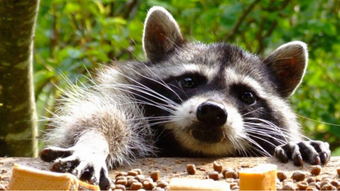 Funny raccoons are gaining popularity on the Internet. - Raccoon, , Video, , Pets, , Funny animals, , Longpost