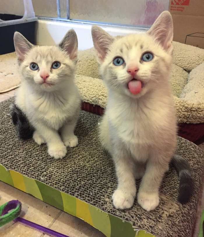 Что нас снимаешь? Вот тебе язык))))