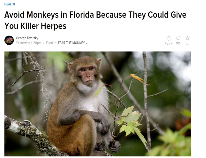 Healthy Lifestyle / Avoid Monkeys in Florida Because They Can Pass You Killer Herpes - My, USA, , Healthy lifestyle, Animals, Dollar rate, Epidemic, Video, Longpost