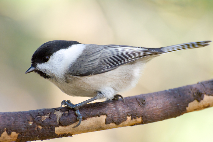 Birds of the winter forest - My, Birds, Winter, Leningrad region, The photo, Longpost