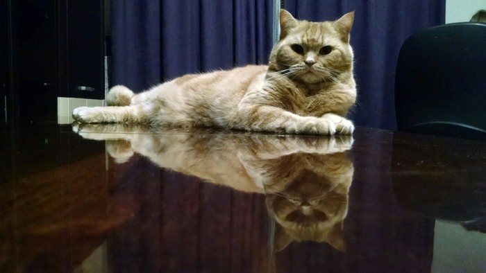 cat resting - My, cat, Reflection