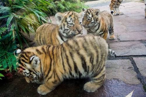 Bloodthirsty killing machines - Tiger cubs, cat