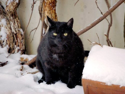 When the snow is already tired - Winter, cat, Longpost, Snow