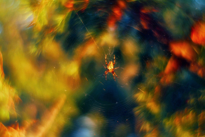 Spider - My, The photo, Nature, Spider, Web