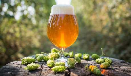 Hops became the plant of 2018 - Hop, Plants, Grass, USA, Germany, Czech