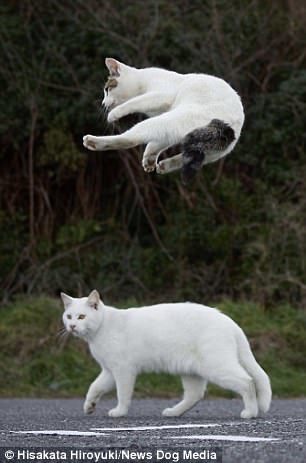 kung fu cats - cat, Kung Fu, The photo, Longpost