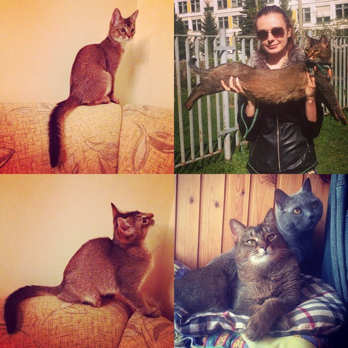 And my cat has grown! - My, It Was-It Was, cat, Pets, , Abyssinian cat