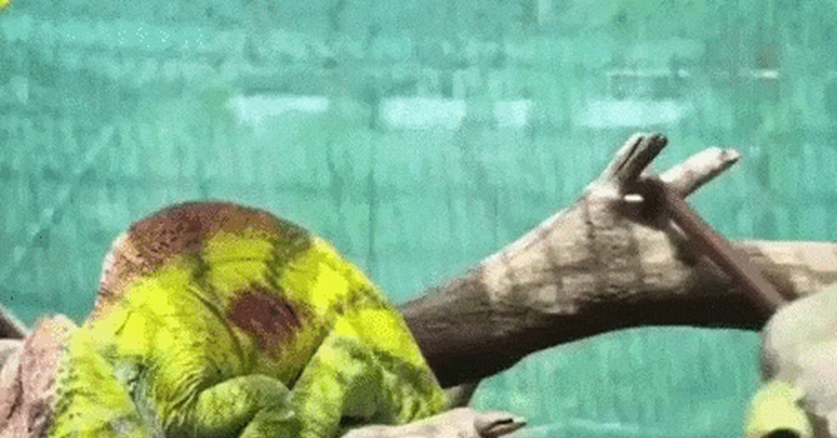 Бе бе бе | Пикабу