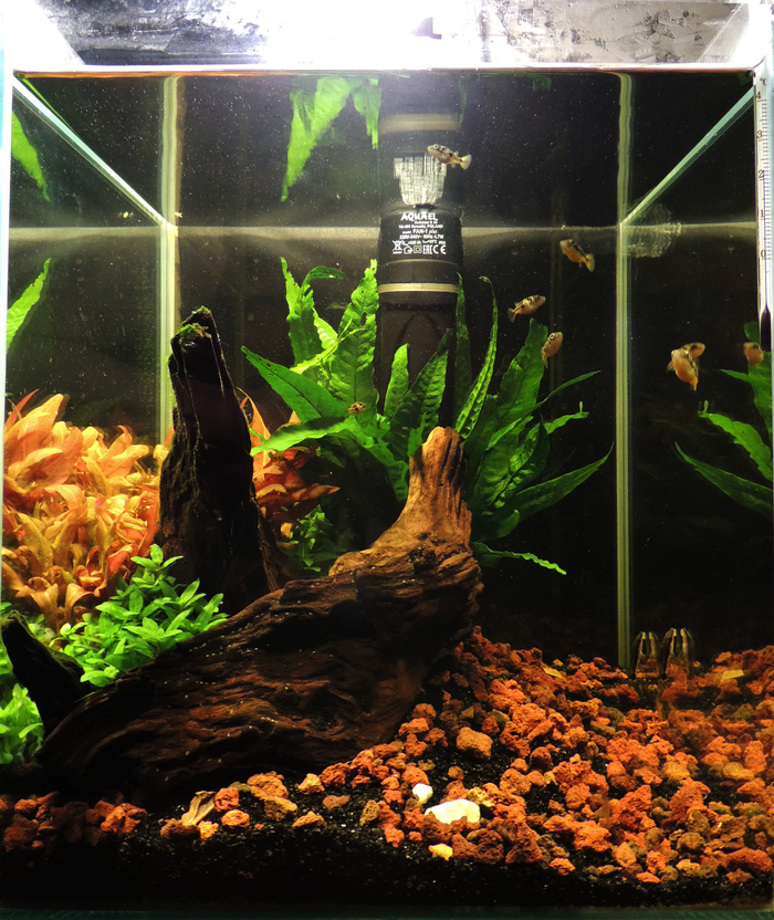 The history of one cube - My, Aquarium, Aquarium, Dwarf tetradon, Longpost