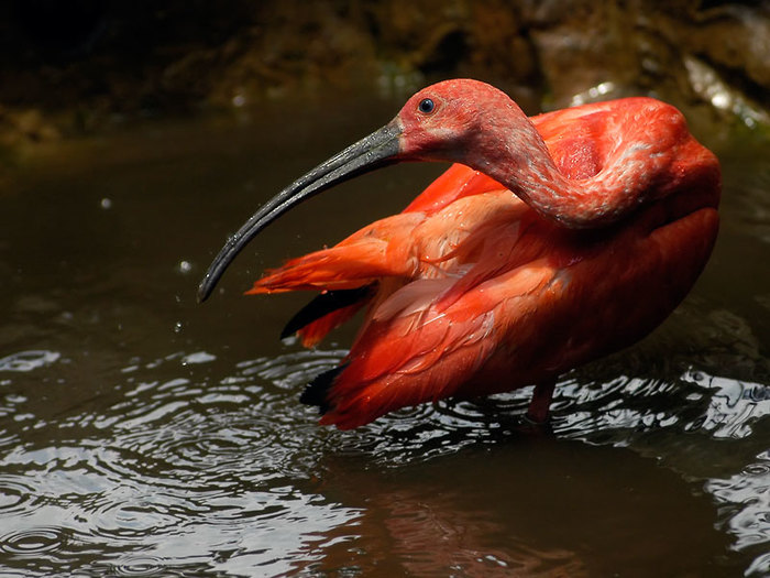 scarlet ibis - Birds, Ornithology, Nature, Longpost