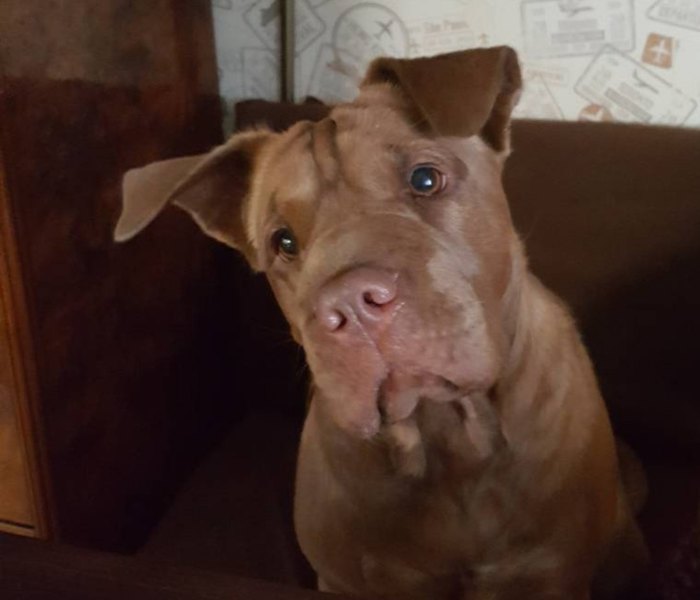 Lost dog, Shar-Pei mix. 4.01.18 - My, The dog is missing, , Dog, Help, Help me find, Longpost, Moscow