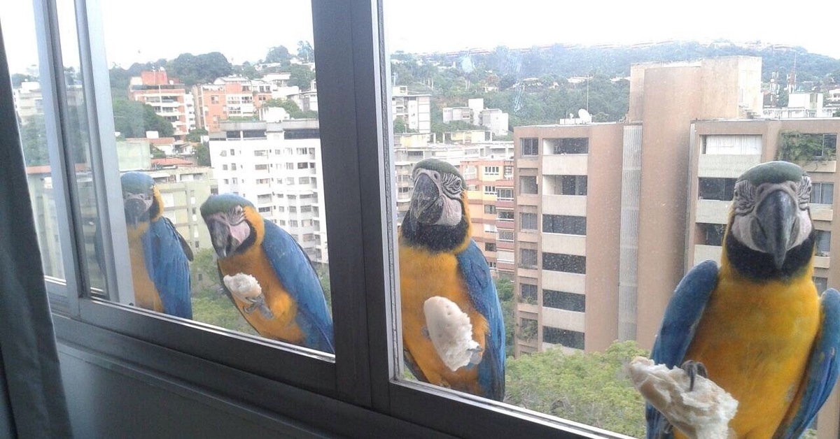 They had their window. Попугай за окном. Прикольные окна. Птицы на окна. Смешные пластиковые окна.