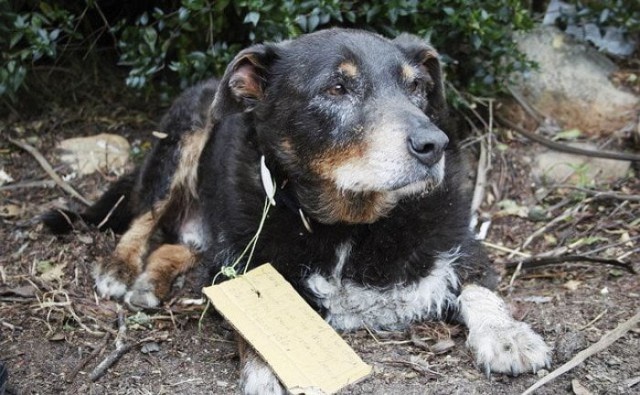The family thought their dog was gone forever, but he returned with an unexpected note on his collar - Dog, Altruism, Help, , Louis, Longpost