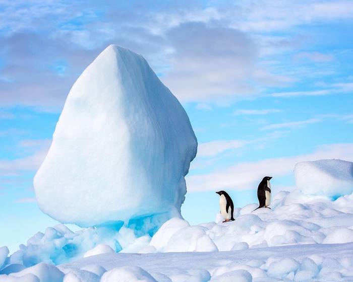 They are also harmonious. - Penguins, Antarctica, The national geographic