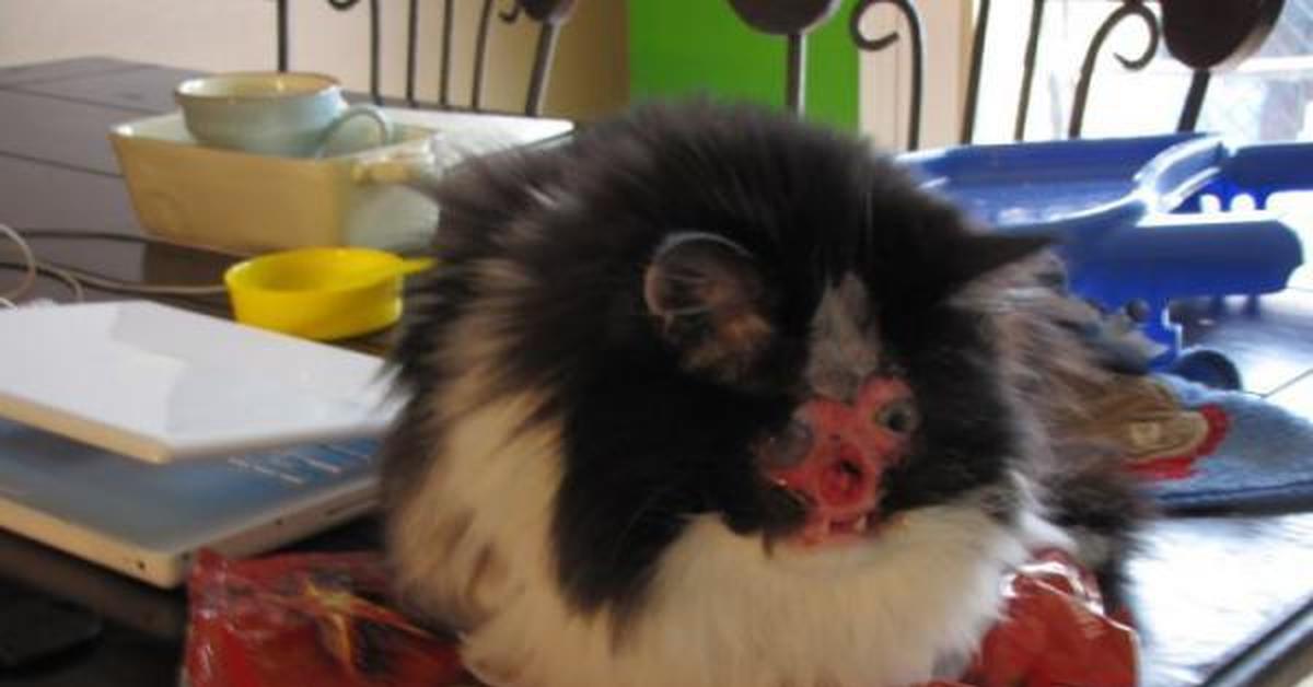 Кошка которая попала в аварию. Чейзнл фейс кошка.