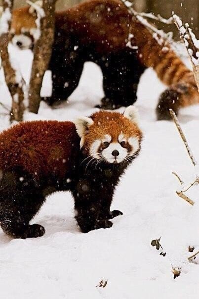 Red pandas - Red panda, Milota, Longpost