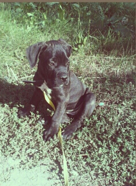 It was and has been - Growing up, Cane Corso, My