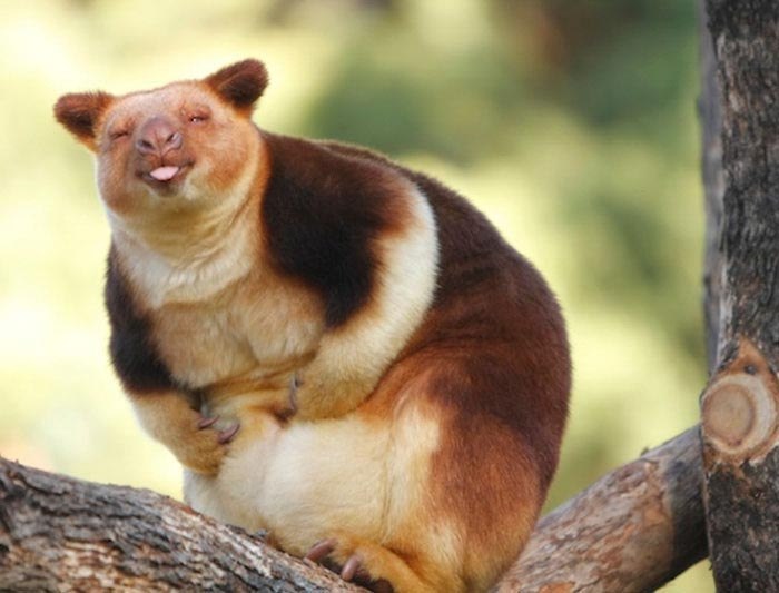 When he scratched his stomach - Tree kangaroo, Tree, Nature