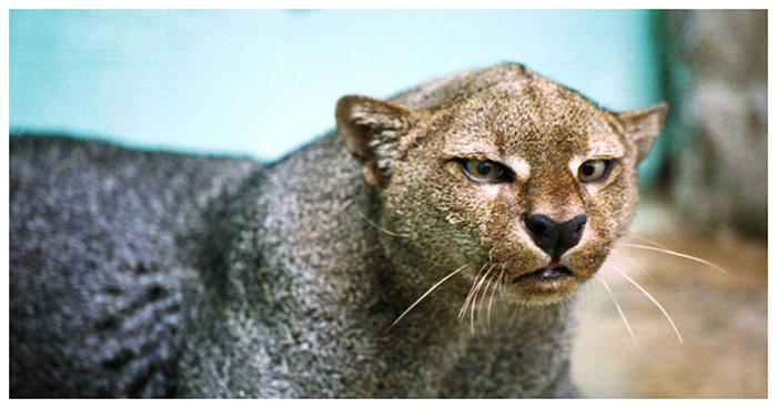 Jaguarundi, a cat that can chirp, eat fruit and befriend monkeys - Jaguarundi, Animals, Cat family, Longpost