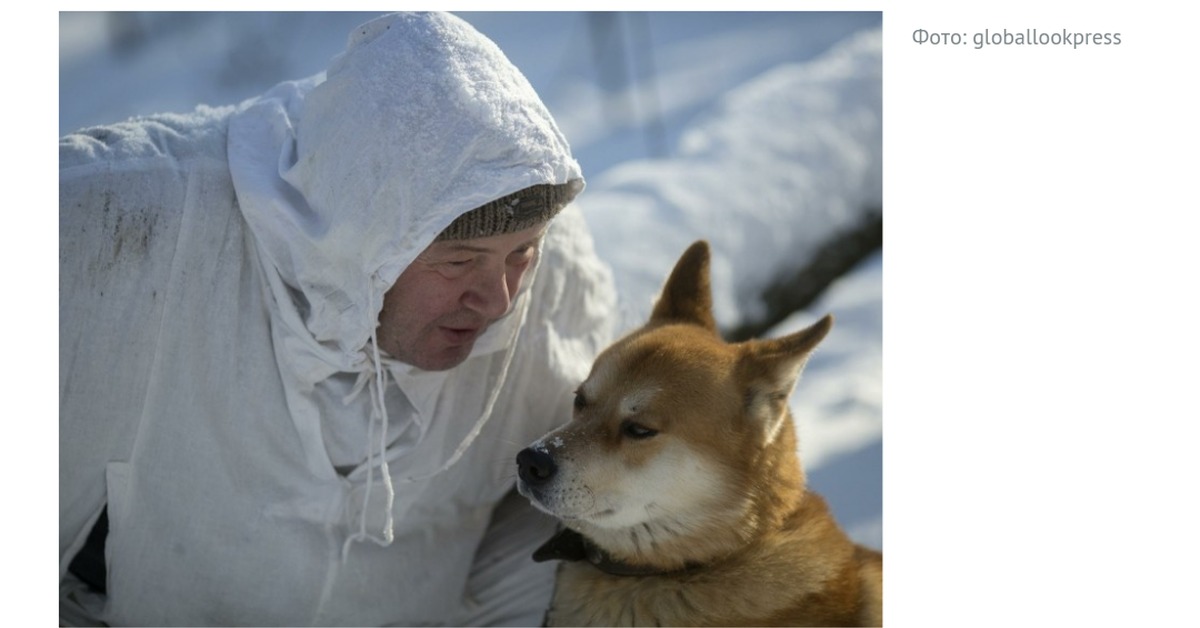 Собака привела медведей к хозяину. Якут собака. Собаки в Якутске. Собака спасла жизнь хозяину, приведя к нему спасателей в Якутии. Пёс привёл спасателей к хозяину и спас ему жизнь в Якутии..