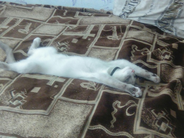 Кошку в лентуМарта.лето жара