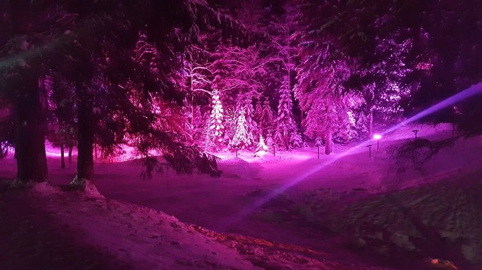 Winter 2018, Ohta Park - My, Winter, Story, beauty, Forest, Okhta Park