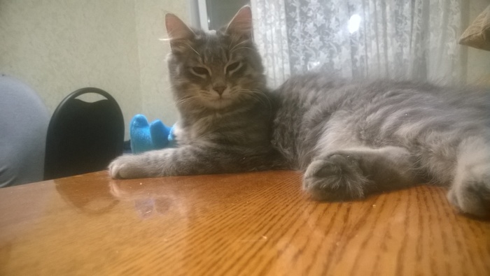 Help identify the cat breed - My, cat, Breed, Receiving