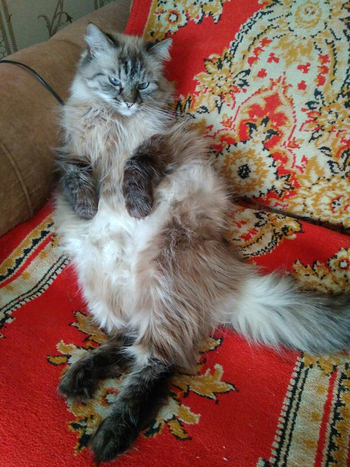 I'm Sexy And I Know It - My, cat, Belly