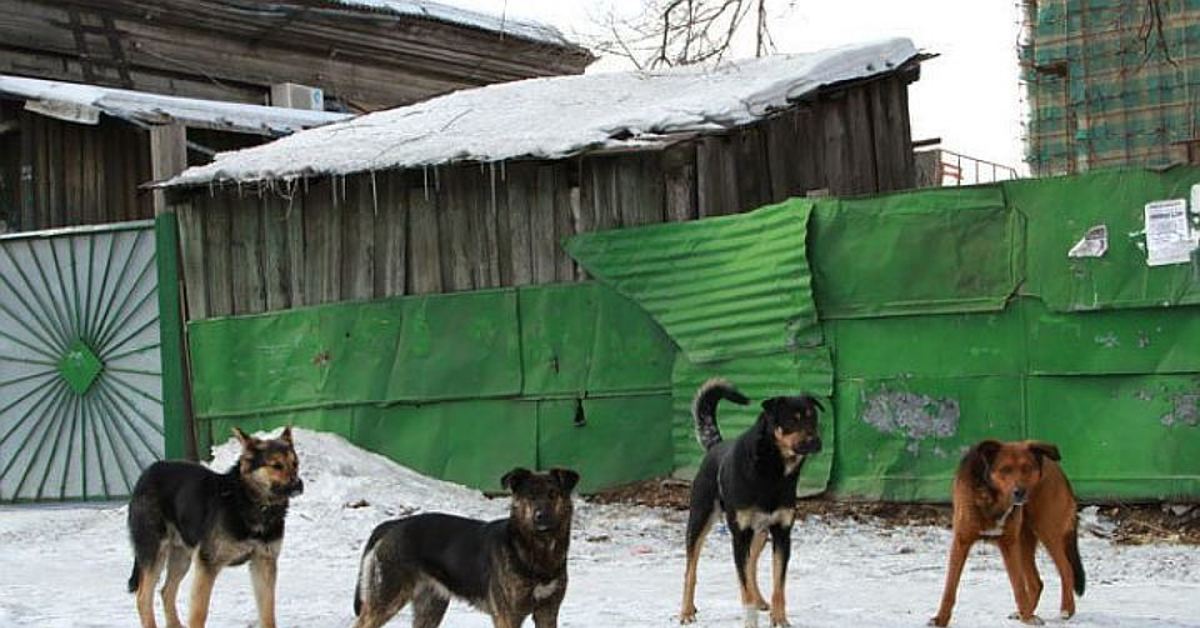 На улице жили щенки. Бродячие собаки. Стая собак. Стая бездомных собак. Дворовые собаки.