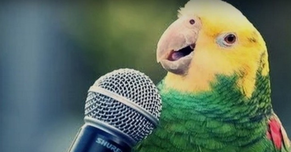 Веселое пение попугая. Смешные попугаи. Попугай поет. Попугай волнистый поет. Попугай певец.