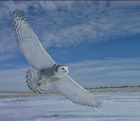 Flight of a snowy owl. - Birds, Flight, The photo, Polar owl, Owl