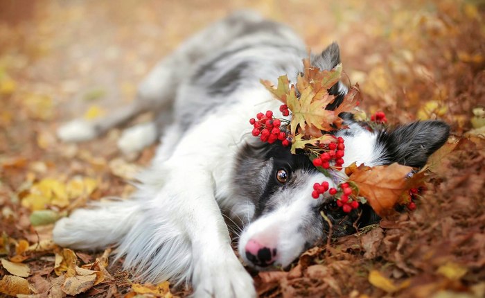 Memory: autumn - Dog, Milota, Mimimishno, The photo, Autumn, Animals, Pets, Pet, Longpost