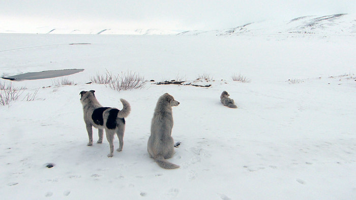 Wolverines nearby - My, Wild animals, Wolverines, Chukotka, Dog, Longpost