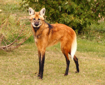 Кто такой? Волк в лисьей шкуре на оленьих ногах. Это Maned wolf. - Животные, Животные Южной Америки, Гуара, Видео, Длиннопост, Гривистый Волк