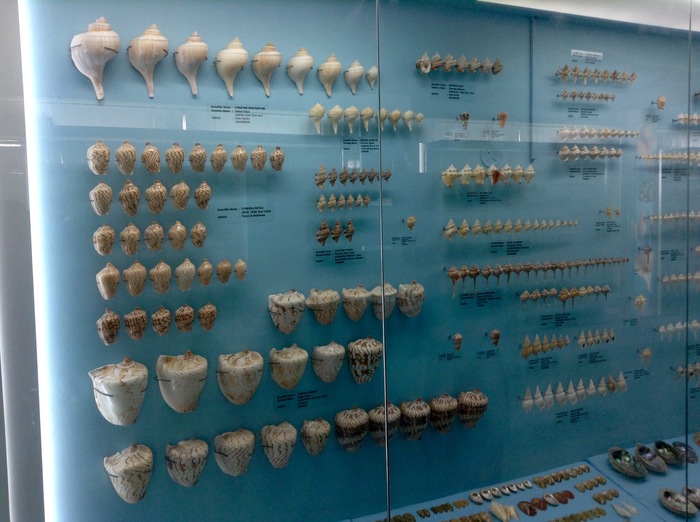 Sea Shell Museum in India (Mahabalipuram, Tamil Nadu) - My, India, Seashells, Museum, Longpost