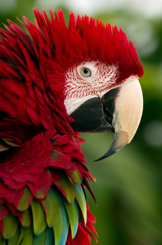 Lovers of bright colors. Get inspired - Birds, Color, Fullhd, Macro photography, Longpost