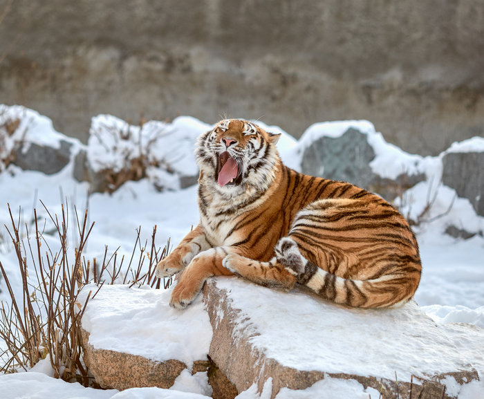 cat yawns) - The national geographic, The photo, Amur tiger, Tiger, Big, cat, Yawn