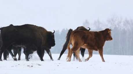 The cow, which was sent for slaughter, fled into the forest and settled with bison - Agronews, Poland, Republic of Belarus, Bison, Belovezhskaya Pushcha, Cow, Slaughter, Village