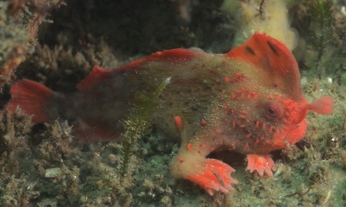 Found the second population of the rarest fish - , , Tasmania, Marine Biology, Video, Longpost