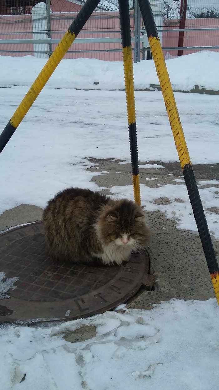 Severe kote - My, cat, Company, Winter, Cold